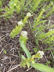 Comandra umbellata umbellata
