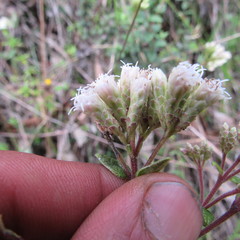 Chromolaena bullata