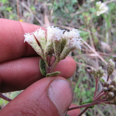 Chromolaena bullata