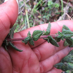 Chromolaena bullata