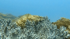 Epinephelus merra
