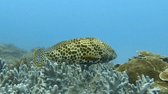 Epinephelus merra