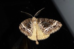 Pseudocoremia leucelaea