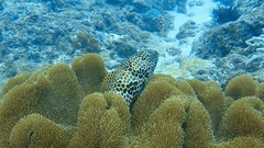 Epinephelus merra