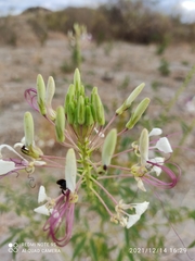 Tarenaya longicarpa