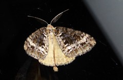 Pseudocoremia leucelaea