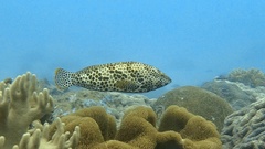 Epinephelus merra