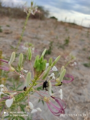 Tarenaya longicarpa