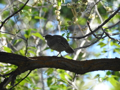 Callipepla californica