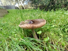 Volvopluteus gloiocephalus