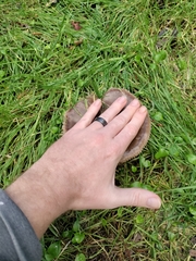 Volvopluteus gloiocephalus