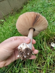 Volvopluteus gloiocephalus