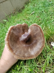 Volvopluteus gloiocephalus