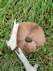 Volvopluteus gloiocephalus