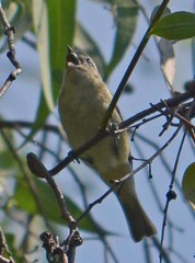 Vireo gilvus