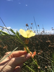 Ludwigia longifolia