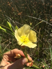 Ludwigia longifolia