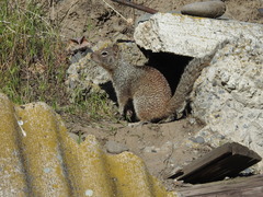 Otospermophilus beecheyi