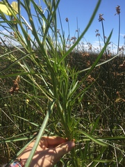 Ludwigia longifolia
