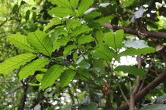 Guarea macrophylla