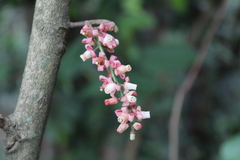 Guarea macrophylla