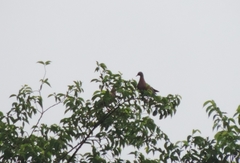 Patagioenas cayennensis