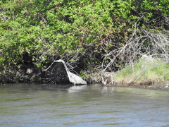 Ardea herodias
