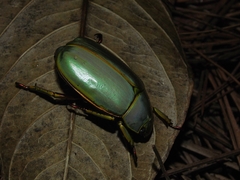 Chrysina galbina