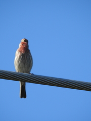 Haemorhous mexicanus