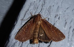 Ichneutica infensa