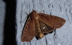 Ichneutica infensa