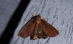 Ichneutica infensa