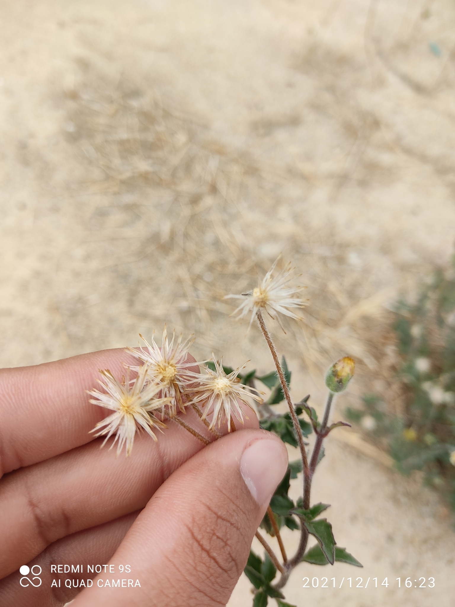 Tridax procumbens