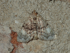 Metalectra richardsi