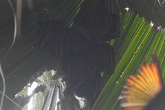 Cynopterus sphinx