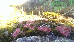 Drosera tubaestylis