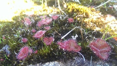 Drosera tubaestylis