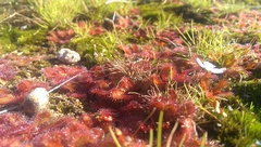 Drosera bulbosa