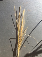 Sporobolus flexuosus