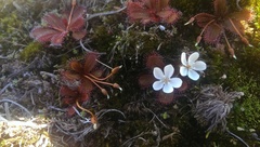 Drosera bulbosa