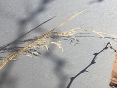 Sporobolus flexuosus