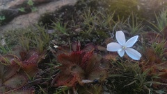 Drosera bulbosa