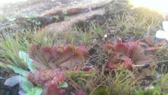 Drosera bulbosa