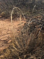 Sporobolus flexuosus