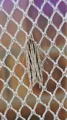 Leistarcha scitissimella