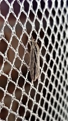 Leistarcha scitissimella