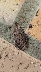 Mimaglossa nauplialis