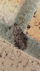 Mimaglossa nauplialis