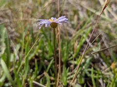 Brachyscome tasmanica