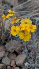 Psilostrophe tagetina